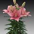Pot-As Tiny Pearl Lilium Tiny Pearl (x 300)