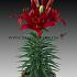 Pot-As Tiny Rocket Lilium Tiny Rocket (x 300)