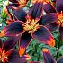 Pot-As Tiny Shadow Lilium Tiny Shadow (x 300)