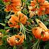 Species Henryi Lilium Henryi (x 125)