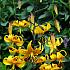 Species Leichtlinii Lilium Leichtlinii (x 200)