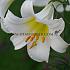 Species Regale Album Lilium Regale Album (x 125)