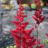 Arendsii Fanal Astilbe Fanal (x 25)