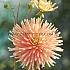 Cactus Of Semicactus P.G. Wodehouse Dahlia P.G. Wodehouse (x 35)