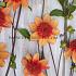 Anemone Flowered Josie Dahlia Josie (x 35)