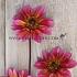Anemone Flowered Princess Nadine Dahlia Princess Nadine (x 35)