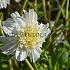 Anemone Flowered Zahra Dahlia Zahra (x 35)