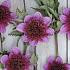 Anemone Flowered Abigail Dahlia Abigail (x 35)