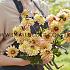 Ball Gelia (Dear Alexander) Dahlia Dear Alexander (x 35)