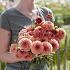 Ball Orange Breeze Dahlia Orange Breeze (x 35)