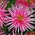 Cactus Of Semicactus Dwarf Park Princess Dahlia Park Princess (x 35)