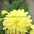 Decorative Dwarf Melody Latin Dahlia Melody Latin (x 35)