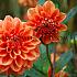 Decorative Dwarf Orange Nugget Dahlia Orange Nugget (x 35)
