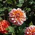 Decorative Dwarf Peaches & Vanilla Dahlia Peaches & Vanilla (x 35)