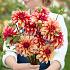 Decorative Large Flowered Gitt's Crazy Dahlia Gitt's Crazy (x 35)