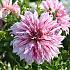 Decorative Large Flowered Prince Vaillant Dahlia Prince Vaillant (x 35)