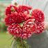 Decorative Small Flowered R Mona Dahlia R Mona (x 35)