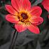 Single Flowered Hs Flame Dahlia HS Flame (x 35)