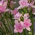 Double Double Pink Freesia Double Pink (x 250)