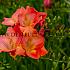 Single Single Red Freesia Singel Red (x 250)