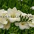 Single Single White Freesia Single White (x 250)
