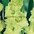 Large Flowered Green Star Gladiolus Green Star (x 250)