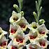 Large Flowered Perry Gladiolus Perry (x 250)