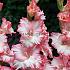 Large Flowered Priscilla Gladiolus Priscilla (x 250)