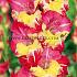 Large Flowered Stereo Gladiolus Stereo (x 250)