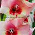 Large Flowered Wine And Roses Gladiolus Wine And Roses (x 250)