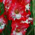 Small Flowered Belinda Gladiolus Belinda (x 250)