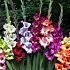 Small Flowered Butterfly Mixed Gladiolus Butterfly Mixed (x 250)