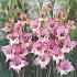 Small Flowered Maggie Gladiolus Maggie (x 250)