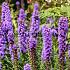 Spicata Liatris Spicata (x 250)