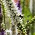 Spicata Spicata Alba Liatris Spicata Alba (x 250)