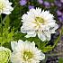 Coronaria Mount Everest Anemone Mount Everest 7/8 (x 250)