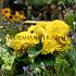 Fimbriata Yellow Begonia Fimbriata Yellow 6/7 (x 250)