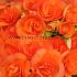 Non-Stop Orange Begonia Non-Stop Orange 4/5 (x 250)