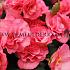 Non-Stop Pink Begonia Non-Stop Pink 4/5 (x 250)