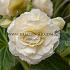 Non-Stop White Begonia Non-Stop White 4/5 (x 250)