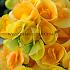 Non-Stop Yellow Begonia Non-Stop Yellow 4/5 (x 250)