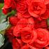 Non-Stop Red Begonia Non-Stop Red 4/5 (x 250)