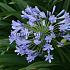 Blue Globe Agapanthus Blue Globe (x 50)