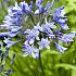 Blue Triumphator Agapanthus Blue Triumphator (x 50)