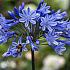 Intermedius Agapanthus Intermedius (x 50)