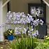 Funnel Peter Pan Agapanthus Peter Pan (x 50)