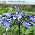Agapanthus Sunfield (x 50)