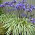 Tinkerbell Agapanthus Tinkerbell (x 50)