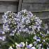 Africanus Twister Agapanthus Twister (x 50)
