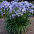 Wolga Agapanthus Wolga (x 50)